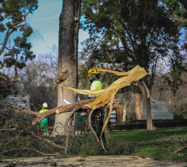Reabren el 40% del parque de El Retiro a partir de hoy tras los daños de Filomena