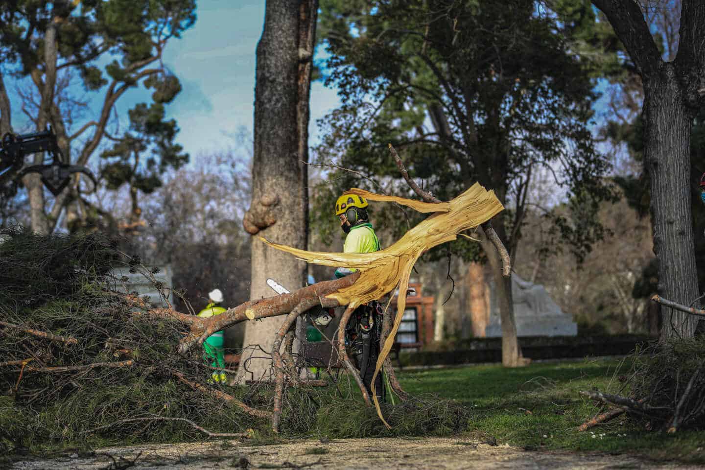Un operario realiza trabajos de supervisión de árboles en El Retiro, en Madrid