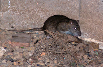 Hallan numerosas ratas negras trepadoras en Madrid y alertan de su peligrosidad
