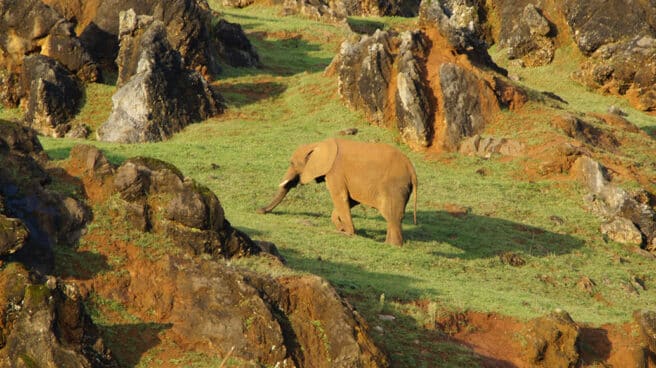 Un elefante en el Parque de Cabárceno Un elefante en el Parque de Cabárceno