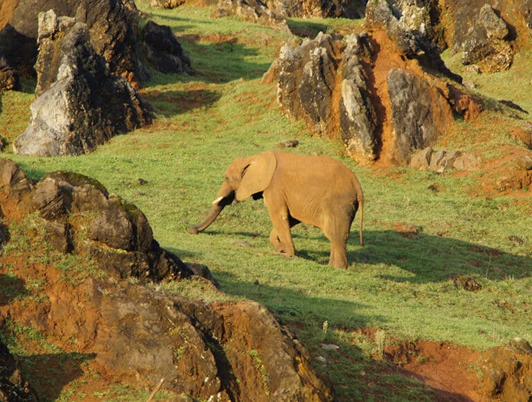 Muere un trabajador de Cabárceno tras ser golpeado por un elefante