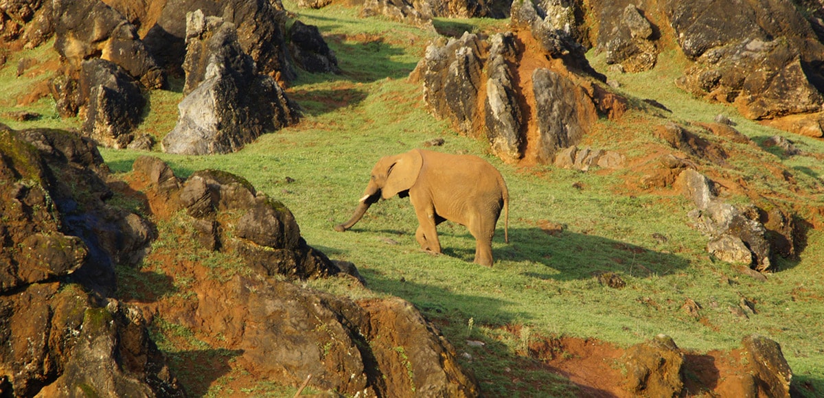 Un elefante en el Parque de Cabárceno