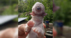 Nace un cachorro de perro cíclope: con solo un ojo en la frente sin nariz y con dos lenguas