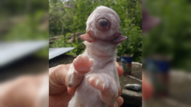 Nace un cachorro de perro cíclope: con solo un ojo en la frente sin nariz y con dos lenguas