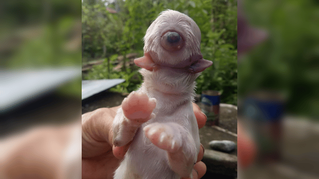 Nace un cachorro de perro cíclope con solo un ojo en la frente sin nariz y con dos lenguas