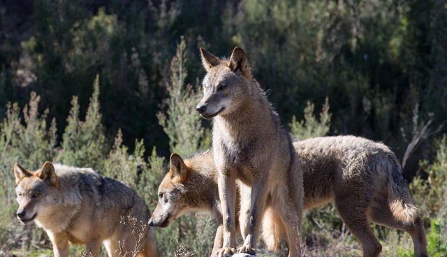 cantabria-seguira-controlando-poblacion-lobos