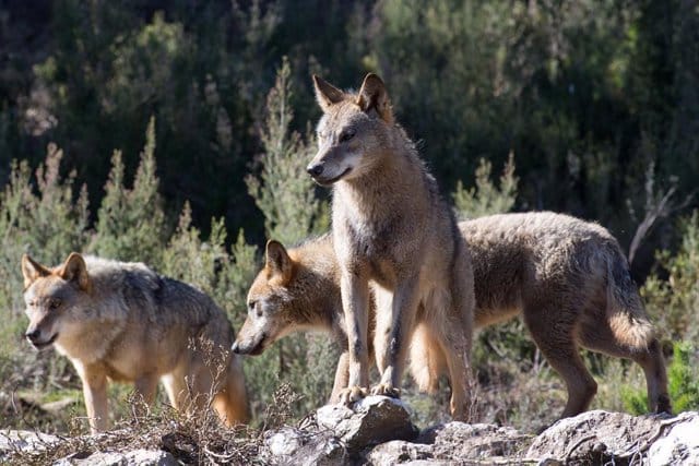 Varios lobos ibéricos del Centro del Lobo Ibérico en localidad de Robledo de Sanabria, en plena Sierra de la Culebra.