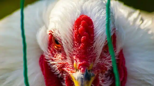 Rusia detecta los primeros humanos infectados con el virus de la gripe aviar H5N8