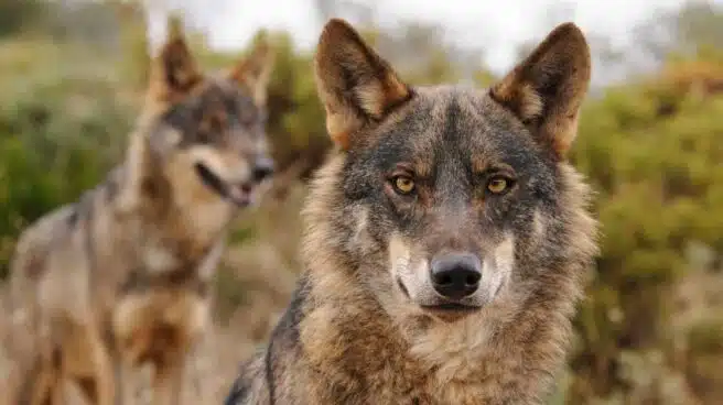 La caza del lobo quedará prohibida en España