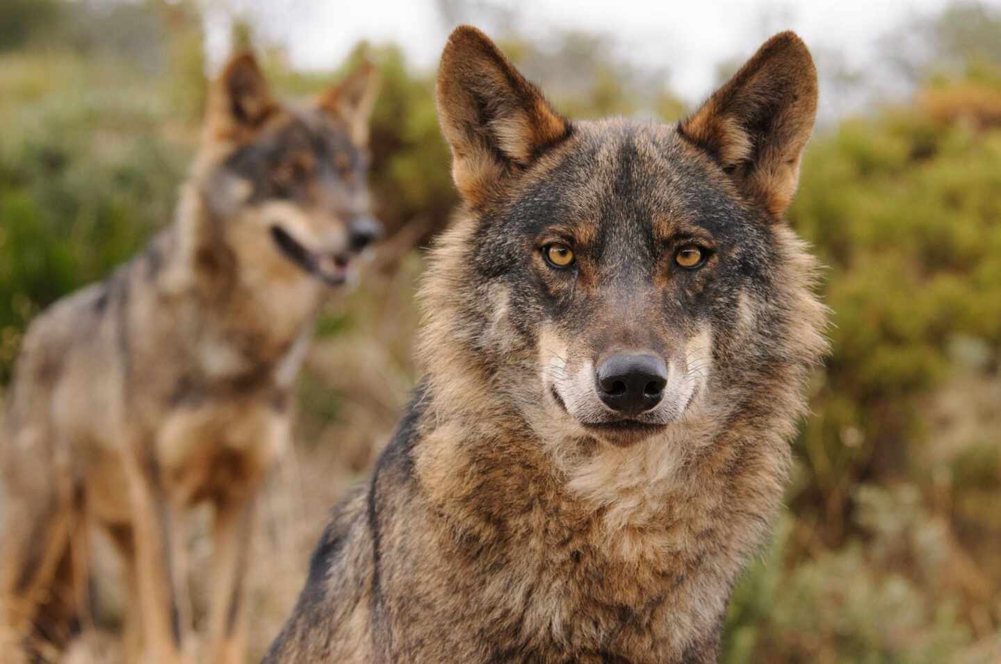 La caza del lobo quedará prohibida en España