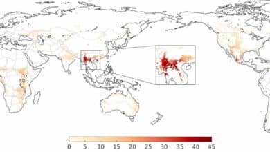 El cambio climático hizo proliferar los murciélagos en China, donde se originó la pandemia