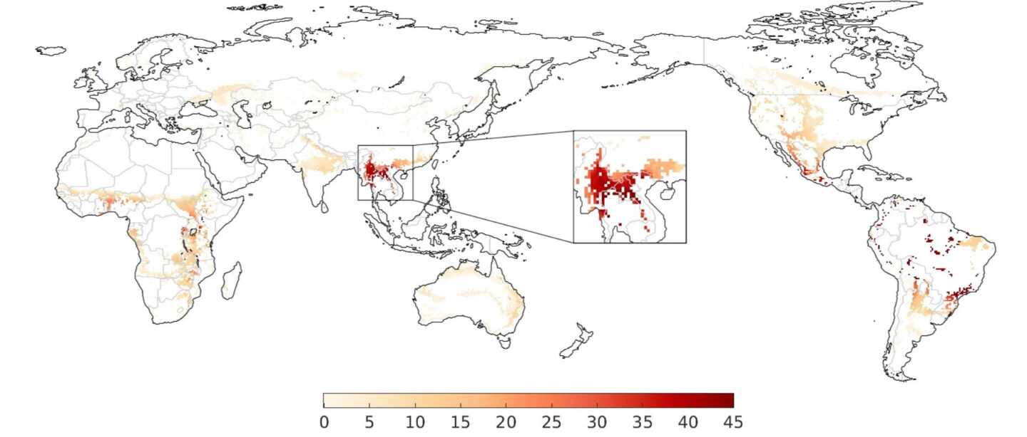 El cambio climático hizo proliferar los murciélagos en China, donde se originó la pandemia
