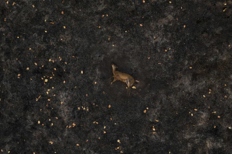Un ciervo muerto yace en un prado quemado en una zona del Pantanal en Brasil.