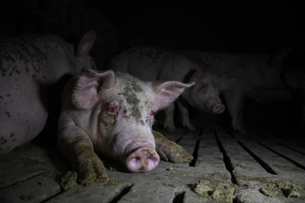 Los investigadores de derechos de los animales dicen que la industria dificulta el acceso a las granjas y que se ven obligados a acceder a tales instalaciones de forma encubierta, a menudo de noche, para documentar lo que sucede en el interior. Estas fotografías fueron tomadas en una serie de incursiones de este tipo, en diferentes fechas, en diversas instalaciones de España.