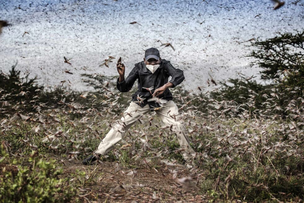 Un hombre intenta ahuyentar a un enjambre masivo de langostas que asola un área cercana a Archers Post, condado de Samburu, Kenia el 24 de abril de 2020. La langosta hizo una aparición devastadora en Kenia. La pandemia de Covid-19 retrasó la llegada de insecticidas y pesticidas. La Organización de las Naciones Unidas para la Agricultura y la Alimentación (FAO) ha calificado el brote de langosta, causado en parte por el cambio climático, como "una amenaza sin precedentes" para la seguridad alimentaria y los medios de vida.