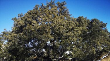 La Carrasca de Lecina (Huesca), elegida como 'Árbol Europeo del Año'