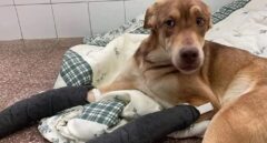 Abandona a su perro con las patas rotas para poder irse de viaje