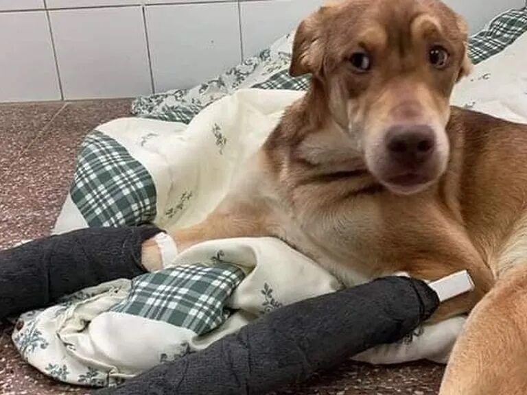 Abandona a su perro con las patas rotas para poder irse de viaje