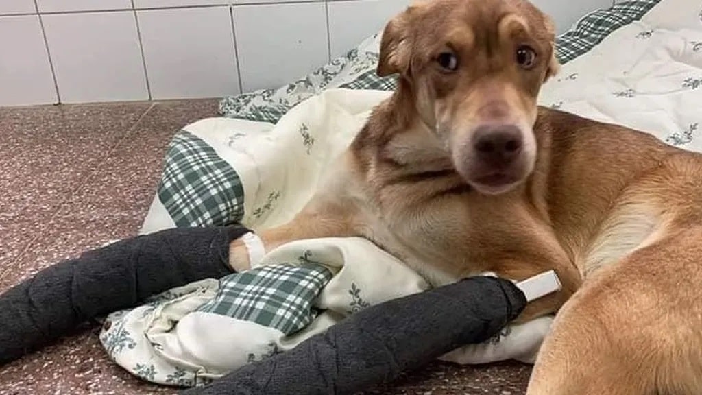 Abandona a su perro con las patas rotas para poder irse de viaje