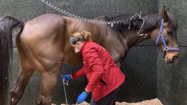Alarma equina en la Comunidad de Valencia por un brote de rinoneumonía