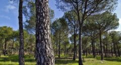Correos contribuye a la reforestación con su Línea Bosques