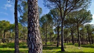 Correos contribuye a la reforestación con su Línea Bosques