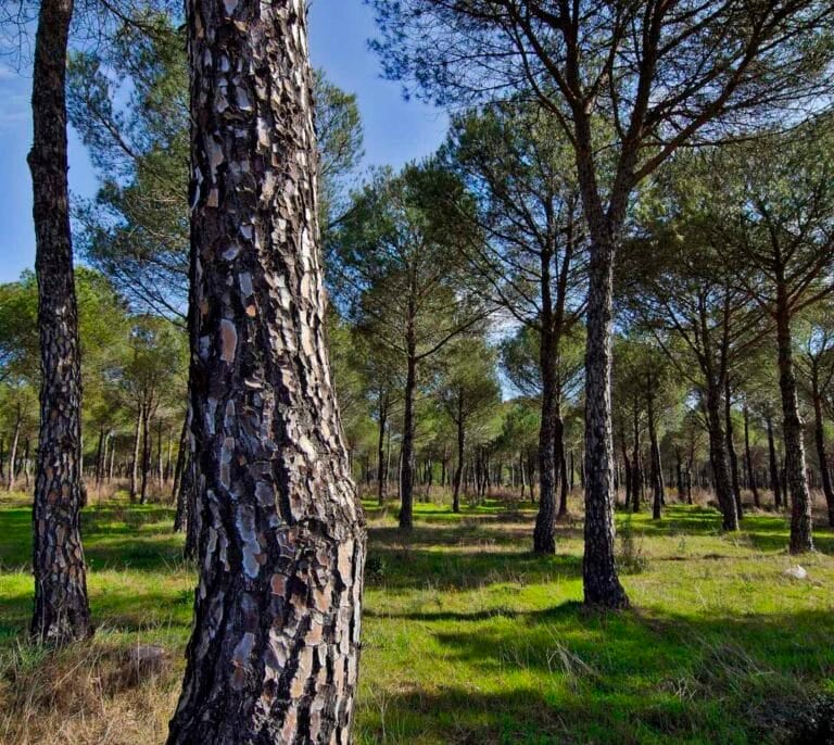 Correos contribuye a la reforestación con su Línea Bosques