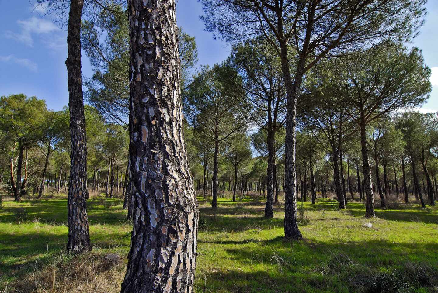 Correos contribuye a la reforestación con su Línea Bosques de sobres y embalajes