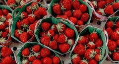 España vuelve a detectar una partida de fresas de Marruecos con hepatitis A