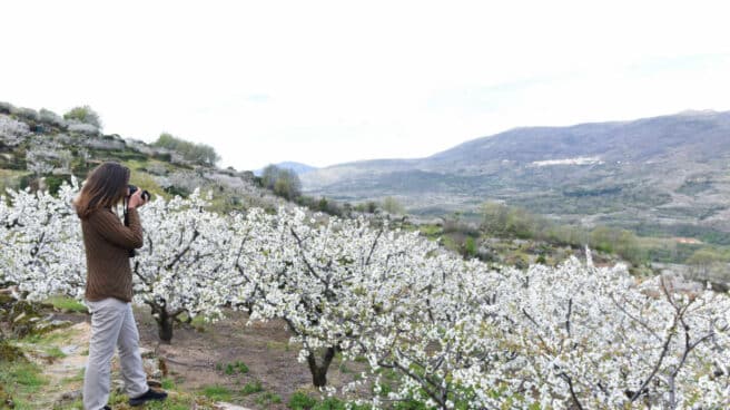 Una mujer fotografía los cerezos durante su floración en una de las sierras del Valle del Jerte, en Extremadura.