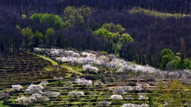 Floración de cerezos en el Valle del Jerte.