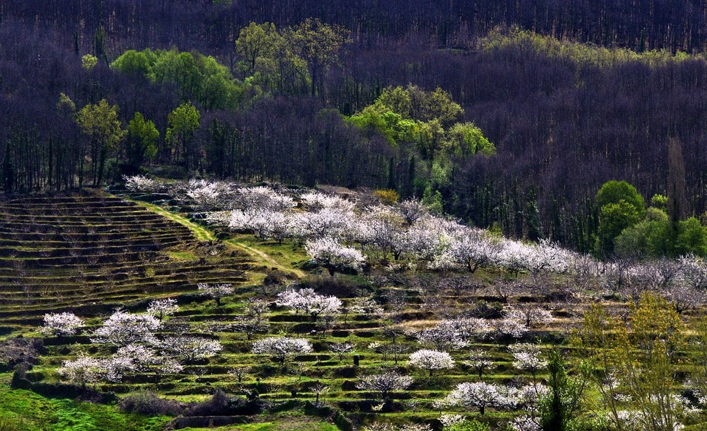 Floración de cerezos en el Valle del Jerte.