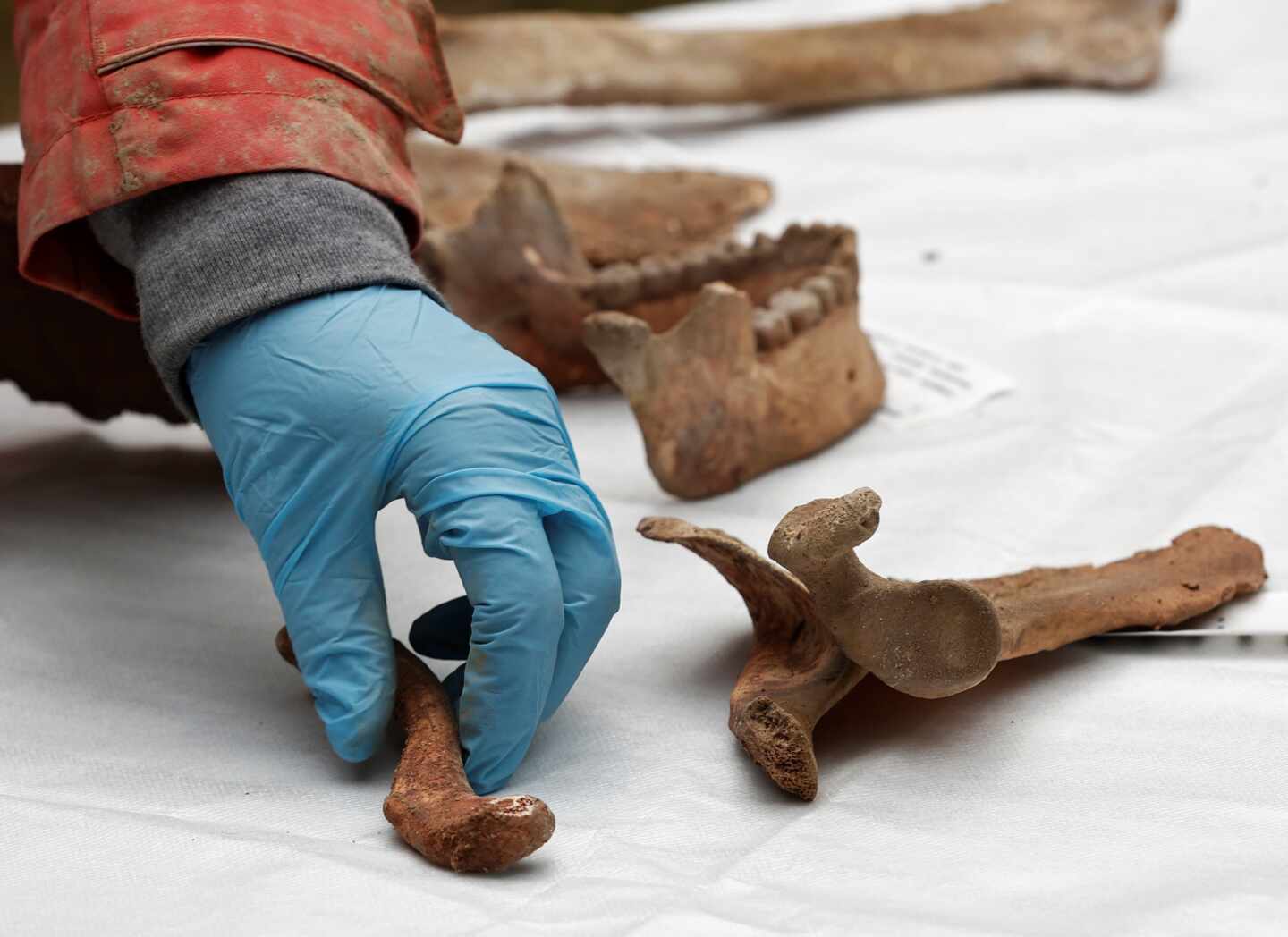 Restos del Hombre de Loizu en Navarra.