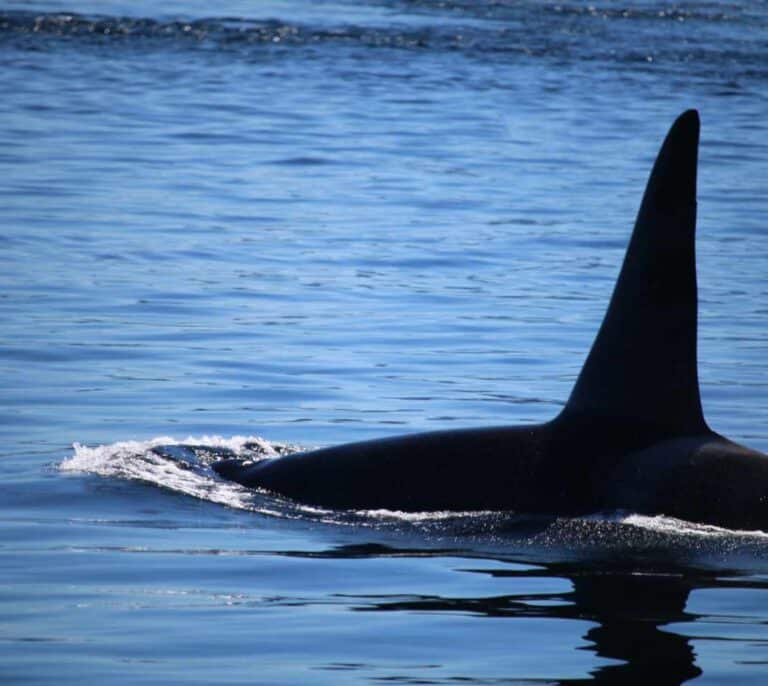 VÍDEO | Salvamento alerta nuevamente de la presencia de orcas en la costa de Galicia