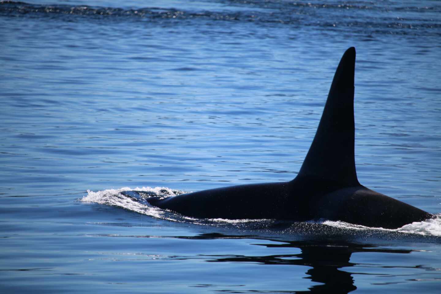 Aleta de una orca