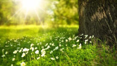 ¿Cuándo empieza la primavera y cuándo acaba el invierno?