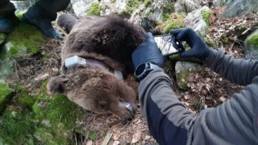 El oso Cachou destapa una red de tráfico de cocaína