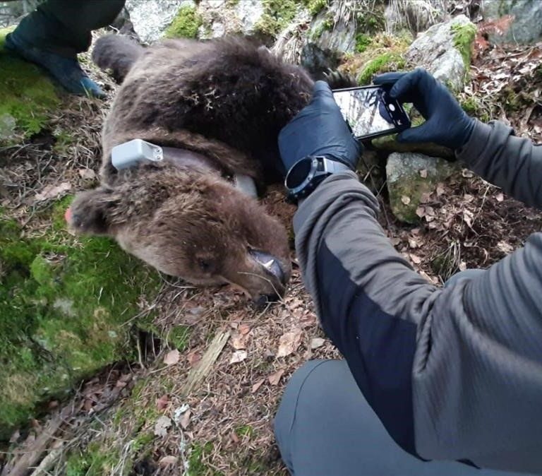 El oso Cachou destapa una red de tráfico de cocaína