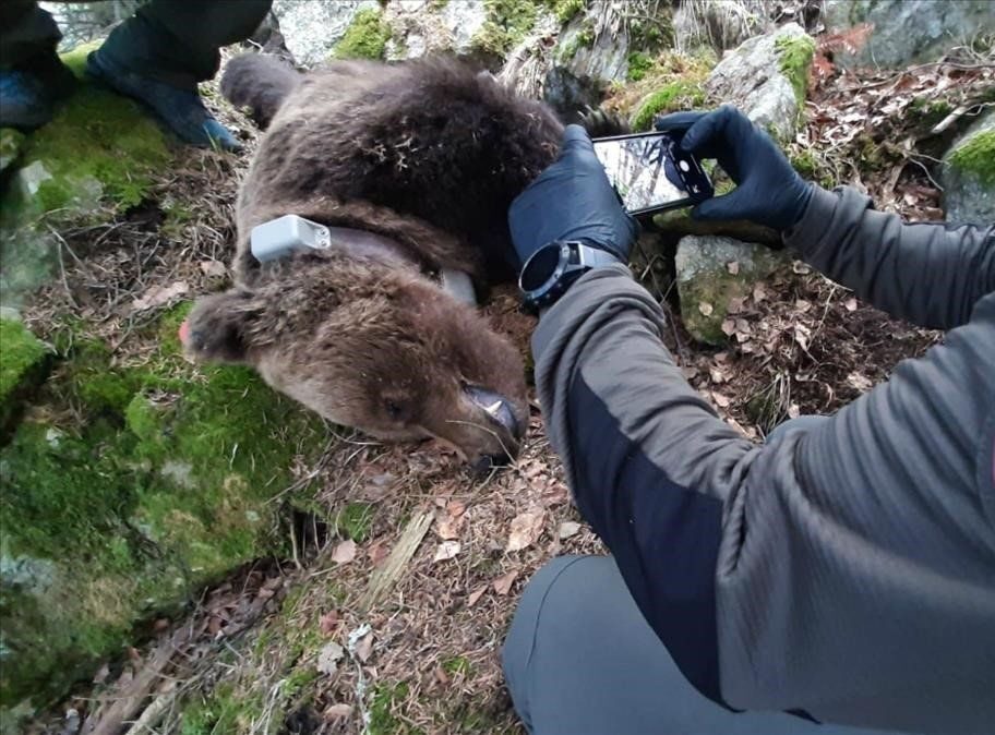 El oso Cachou destapa una red de tráfico de cocaína