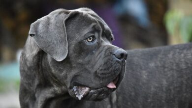 Hospitalizada una mujer en Sevilla tras ser atacada por un perro en la calle