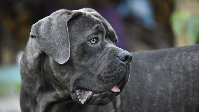 Un perro de raza mastín