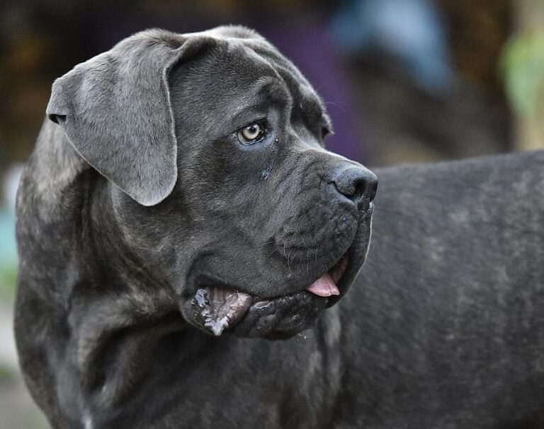 Hospitalizada una mujer en Sevilla tras ser atacada por un perro en la calle