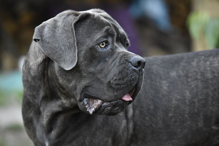 Un perro de raza mastín