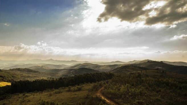 Vistas de un bosque con montaña