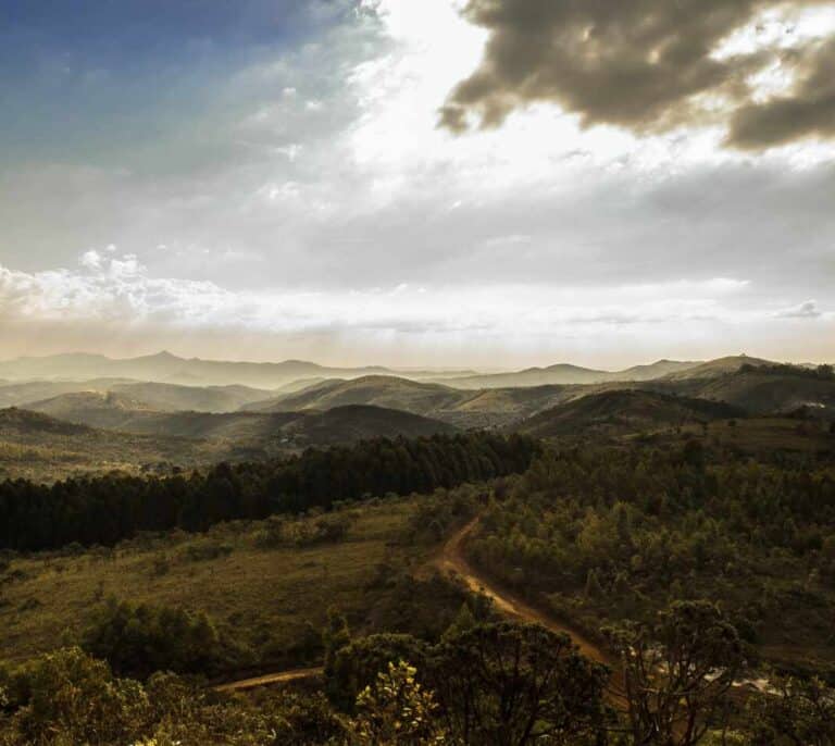 Bosque Endesa, reforestar terrenos incendiados