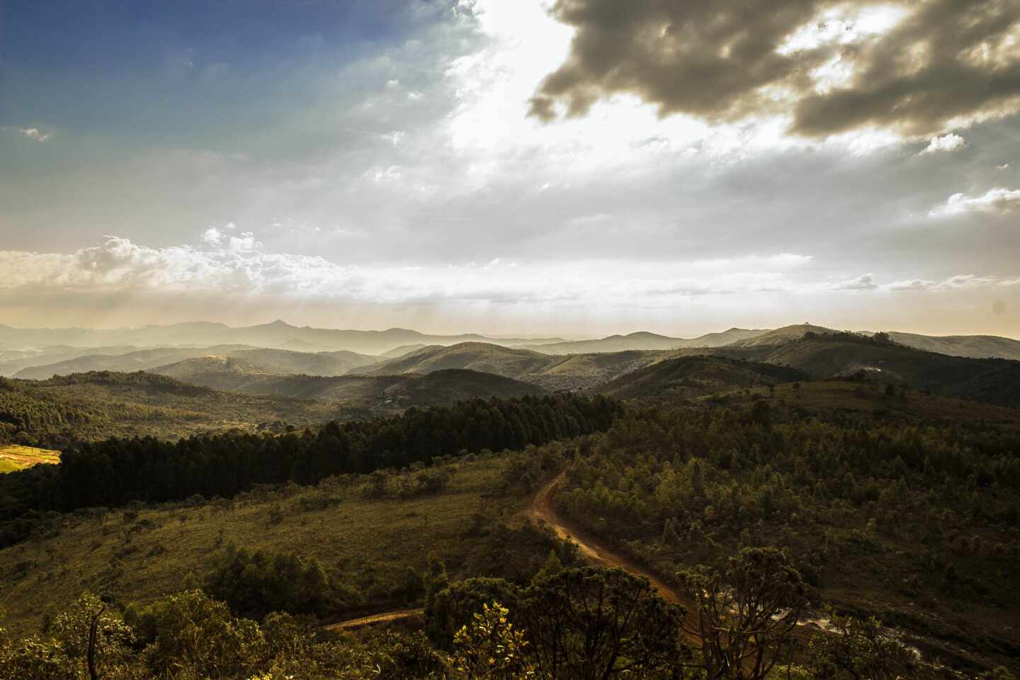 Vistas de un bosque con montaña