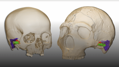 La especie humana habla desde hace, al menos, 120.000 años