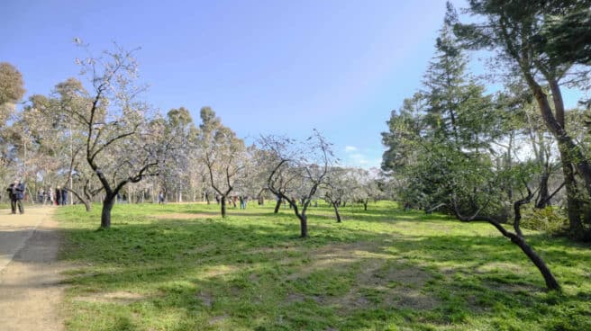 Llega la primavera meteorológica al parque de la Quinta de los Molinos de Madrid. El parque de la Quinta de los Molinos de Madrid.