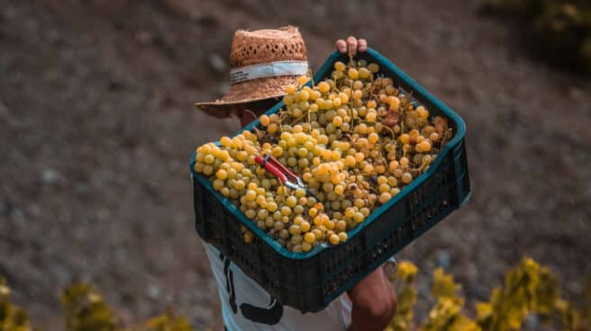El bloqueo australiano a Huawei abre la puerta al vino español en China Un agricultor recoge uvas durante la época de recolecta