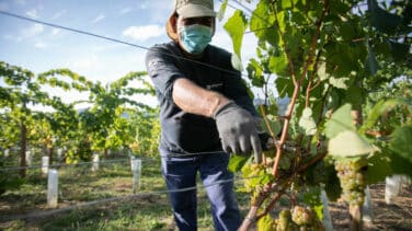 Portazo de Bruselas a las ayudas al vino